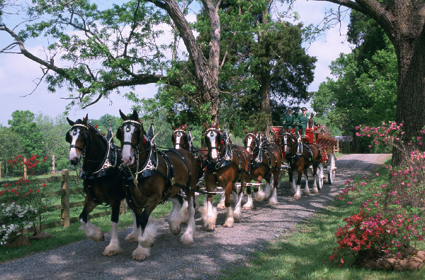 Clydesdales