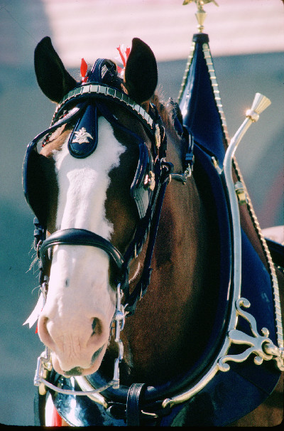 Budweiser, Clydesdales coming back to Super Bowl 56