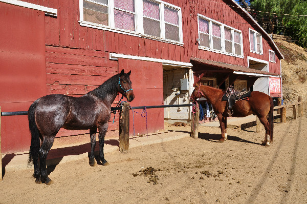 Horse riding through Griffith Park in the Hollywood Hills of California