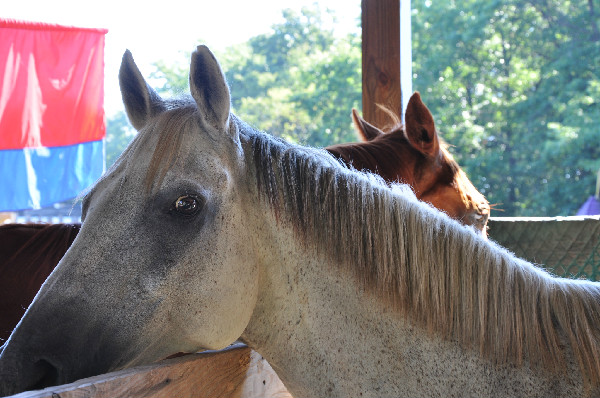 RoundTable Production's jousting horses at the Michigan Renaissance Festival