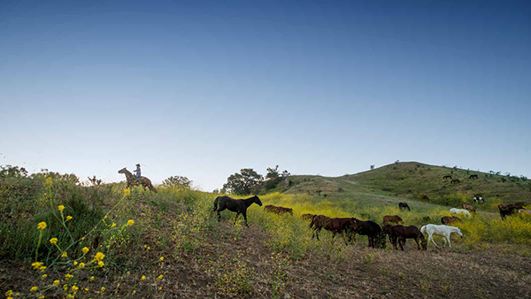 riding through wildflowers at the alisal guest ranch and resort