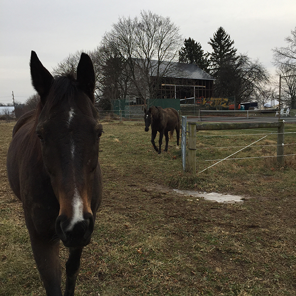 horses standing in pasture