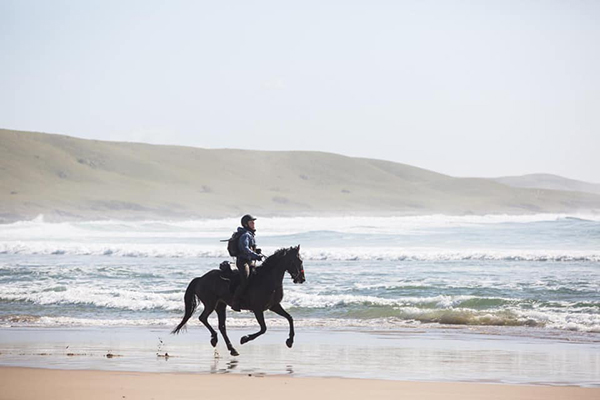 race the wild coast kwacha galloping on the beach 