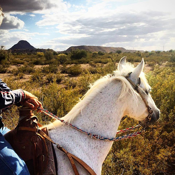 White Stallion Ranch Arizona