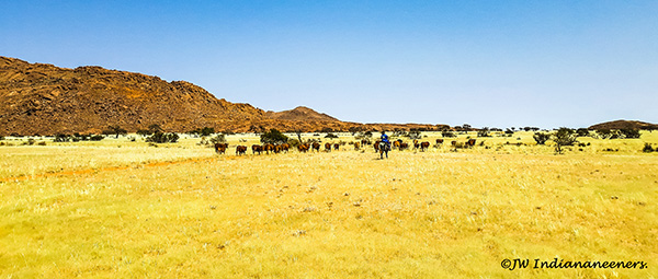 working cattle at ranch koiimasis