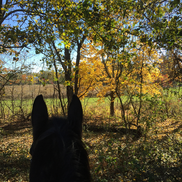 between the ears view of pasture from horseback