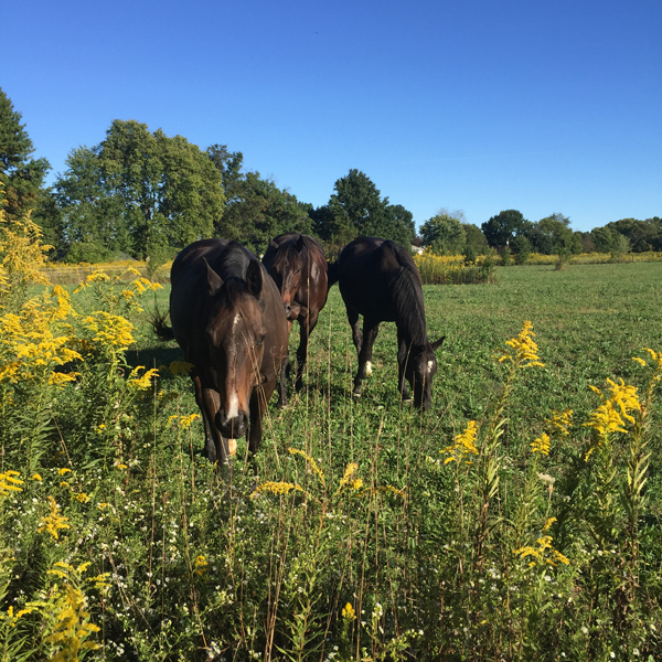 three thoroughbred horses in pasture with autumn goldenrod