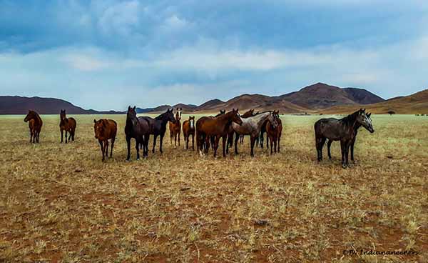 The mares of Ranch Koiimasis