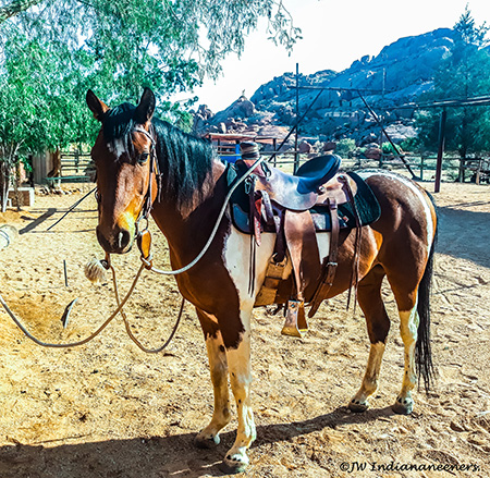 Josh first generation Quarter Horse Ranch Koiimasis