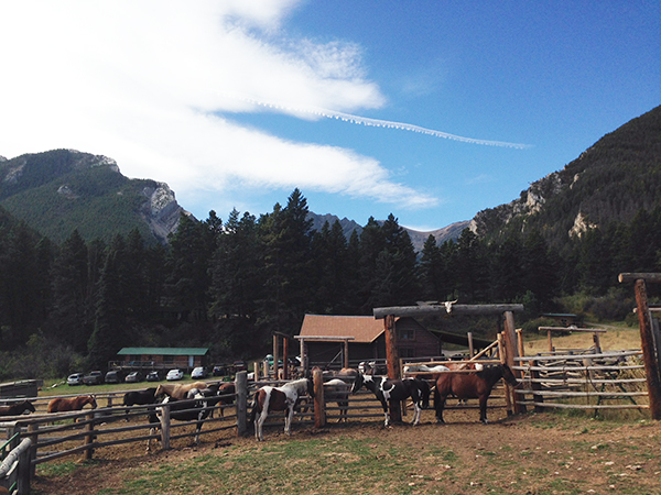 63 ranch montana