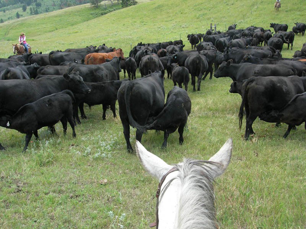 driving cattle 63 ranch