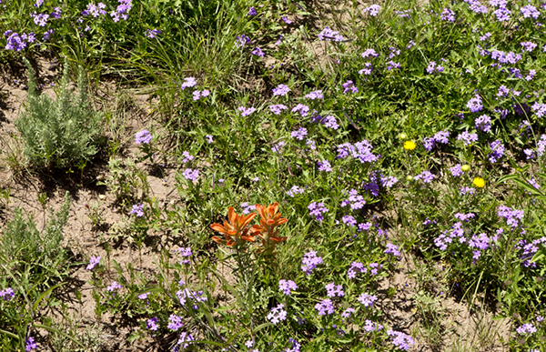 wildflowers nm