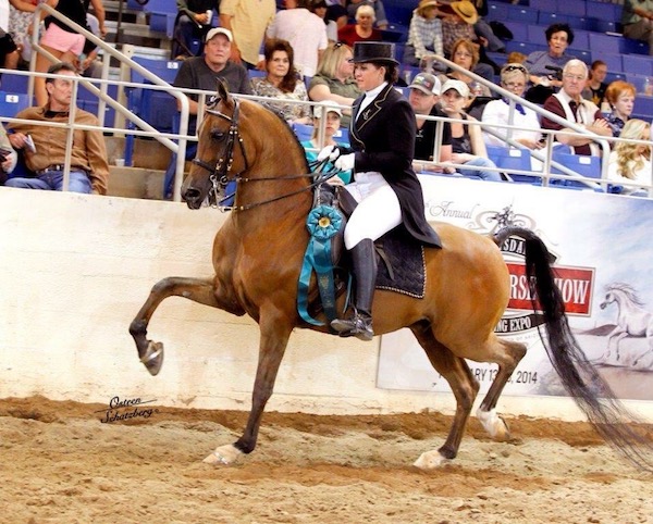 Arabian horse show tack