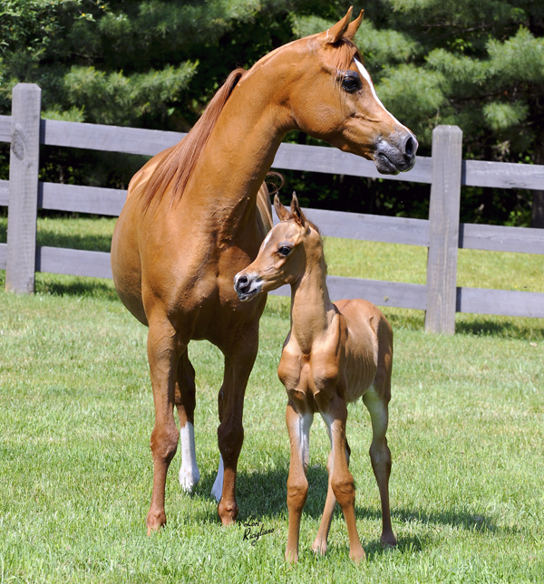 Arabian horse breed