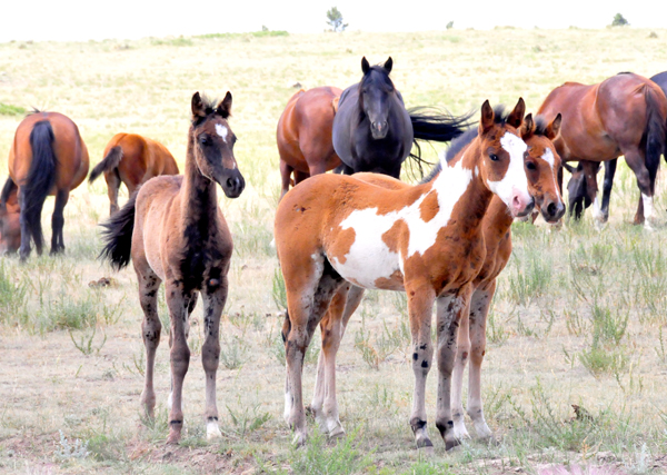 Black Hills Wild Horse Sanctuary wild horses