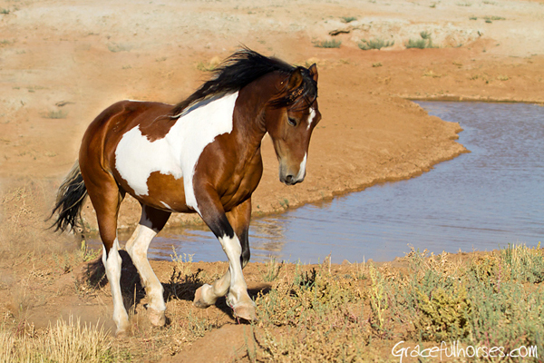 big horn basi wild mustangs wyomin