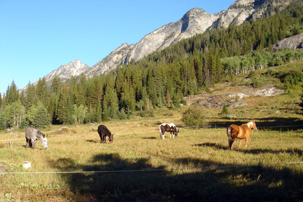 blogdett mile 7 meadow