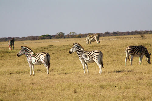 Makgadikgadi Pans Safari