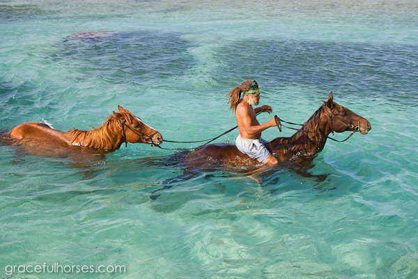 jamaica horseback riding water caribbean horses