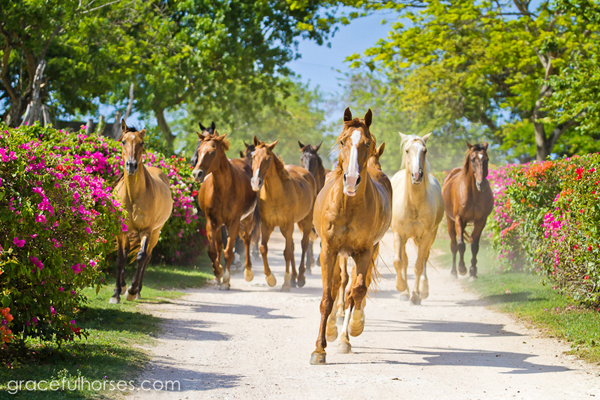 braco stables horses jamaica