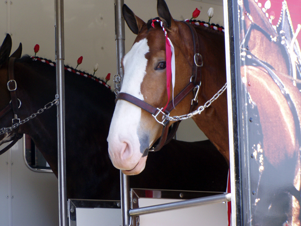 budweiser clydesdales horses