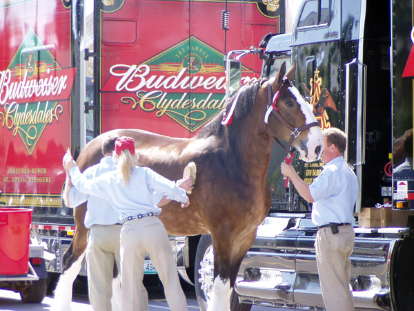 Budweiser Clydesdales Daytona