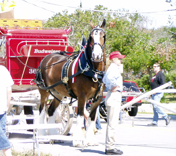 Budweiser Clydesdales horses