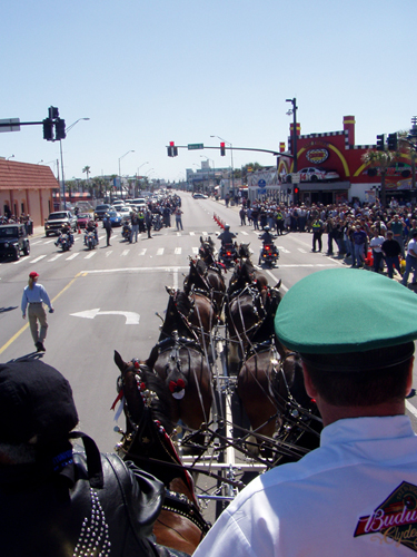 Budweiser Clydesdales bike week Daytona