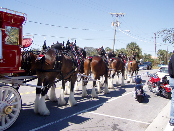 Budweiser Clydesdale horses Daytona