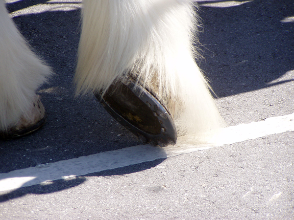 budweiser clydesdales shoes