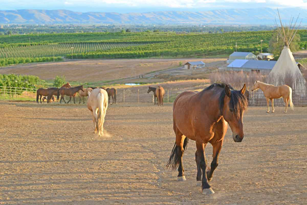 Cherry Wood B&B Horses