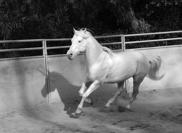 Camarillo White horse 