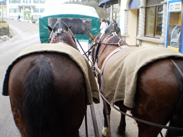 Ohio State Study Abroad Horses