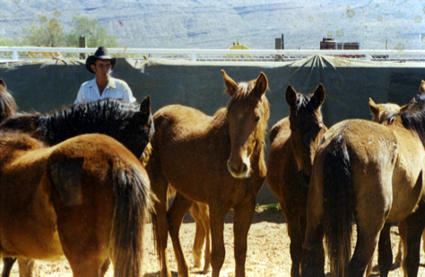 Chaz, the wild mustang