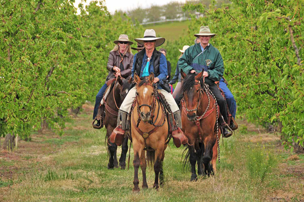 Cherry Wood B&B Vineyard Horse Ride