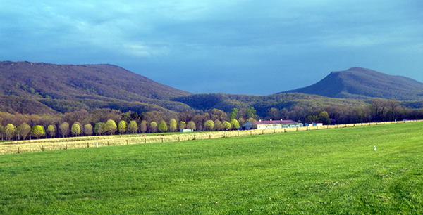 Classicus Farm Virginia