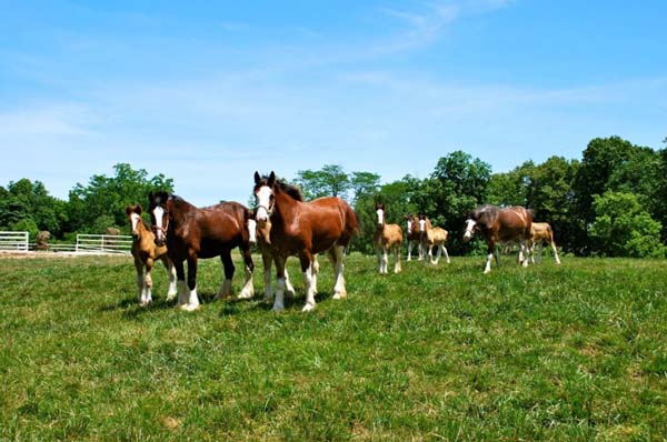 Budweiser Clydesdales