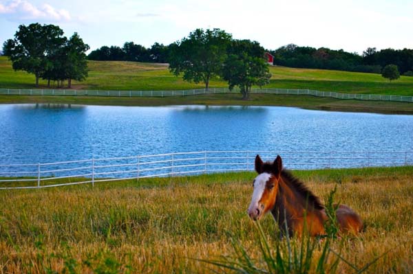 Baby Budweiser Clydesdale