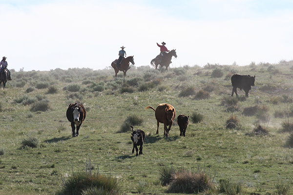 Cattle Drives in Colorado