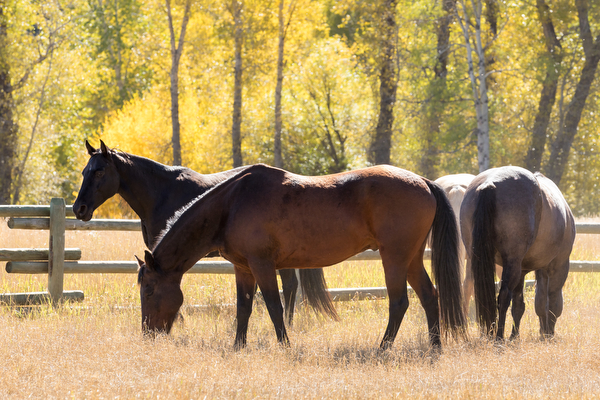 herd of horses in pasture at double t river ranch in montana