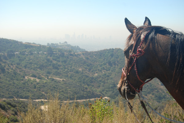 Horse ride through Griffith Park in the Hollywood Hills of California