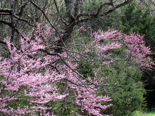 Dogwood trees Shenandoah 