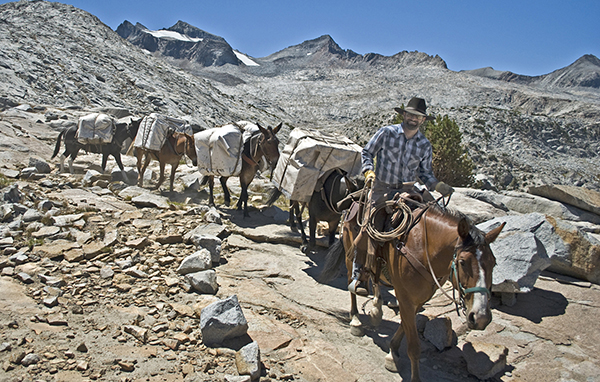 Andy leads a string of pack mules down from Donohue Pass