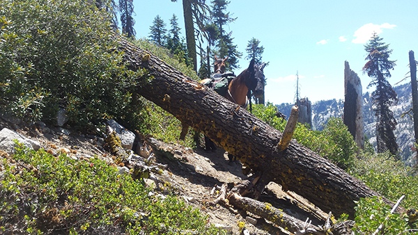 downed tree on pacific crest trail horse riding