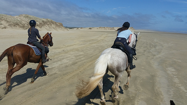 Dromgool Horsemanship Clinic New Zealand