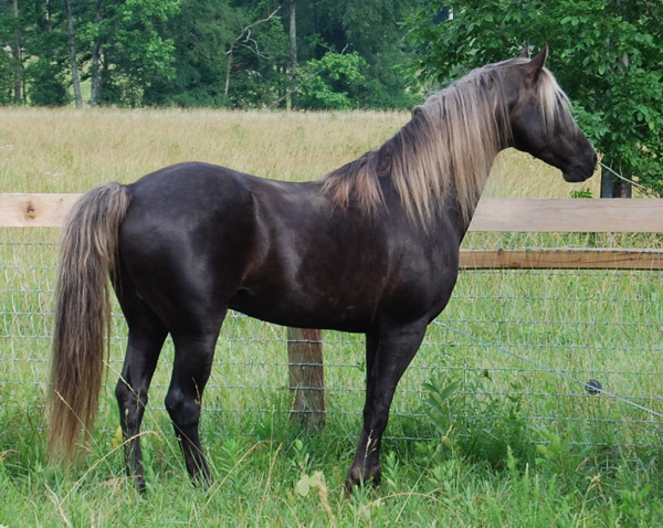 Rocky Mountain Horse Color Chart