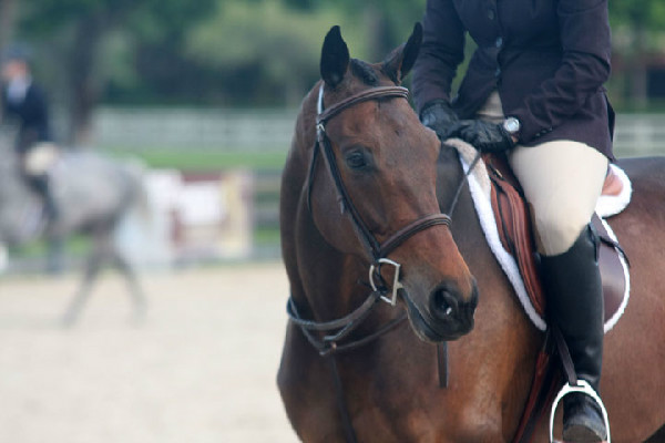 Rebecca Walton's OTTB Emry