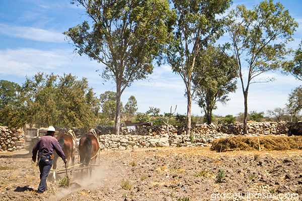 field plowing horseback mexico