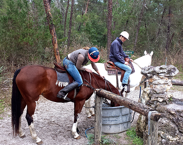 Florida Greenway water horse