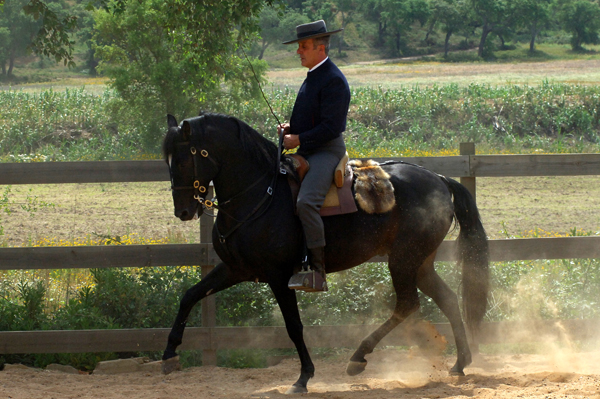 Dressage Training  Quinta do Archino